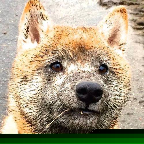 跨界封神，当哈兰德踏进西决生死战的篮球场