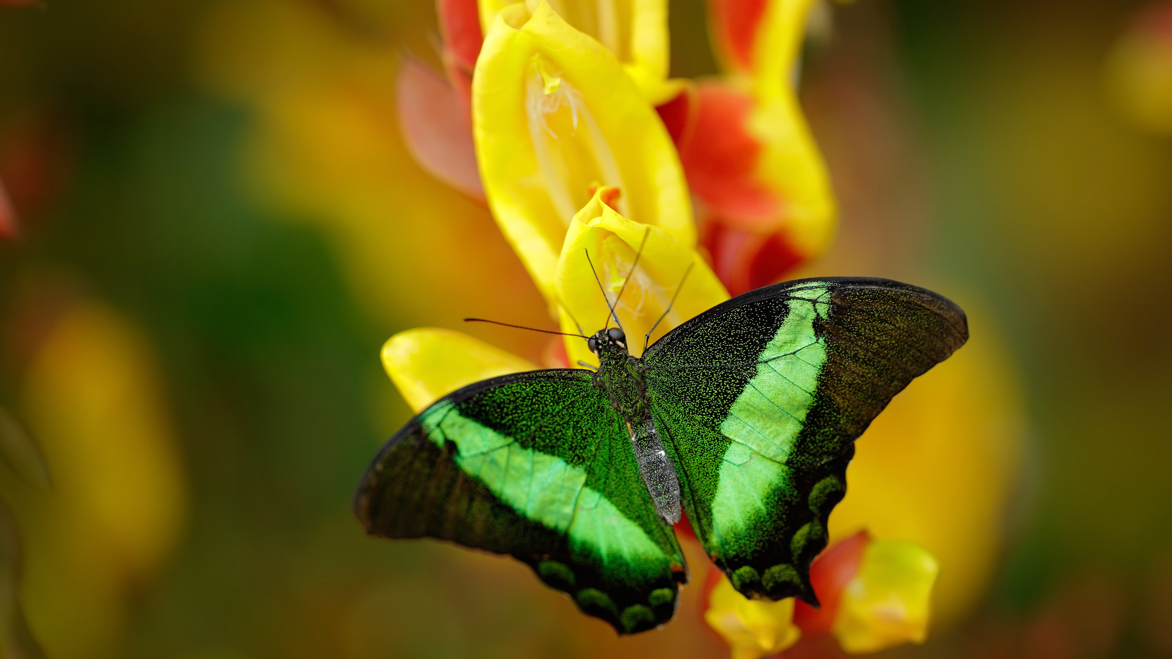 独家深度救赎与淬炼，杰伦·格林末节19分率76人惊天逆转广厦