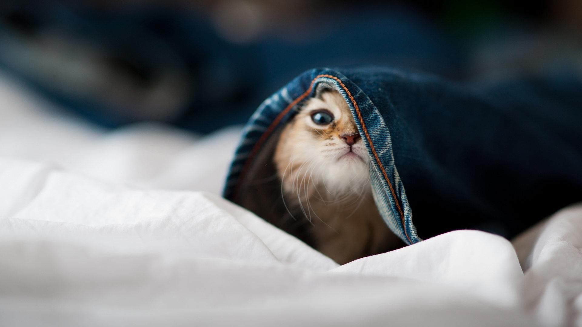 巨人醒于绝境时,文班亚马觉醒之战,独行侠逆转谱写的冰与火之歌