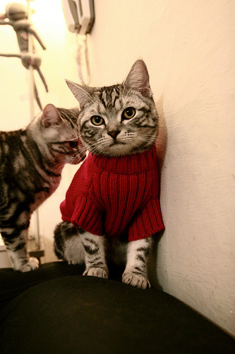 新王当立,切特在年度焦点之战接管比赛,步行者速胜掘金