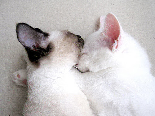 风驰电掣，天山脚下，新疆飞虎力擒卫冕冠军