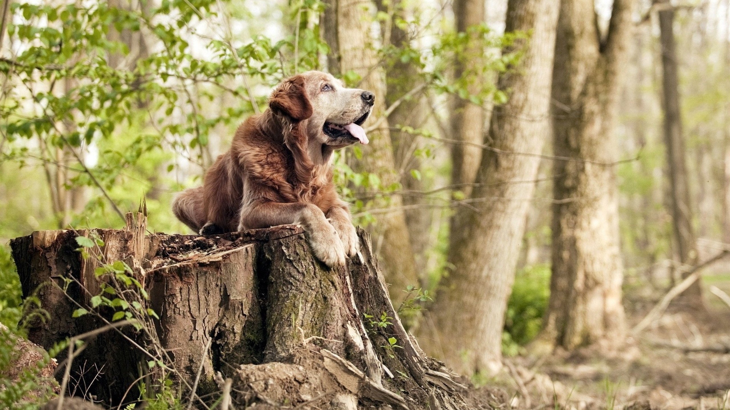 西亚卡姆43+15统治攻防，76人加时苦战险胜浙江，这场国际约战为何震撼篮坛？