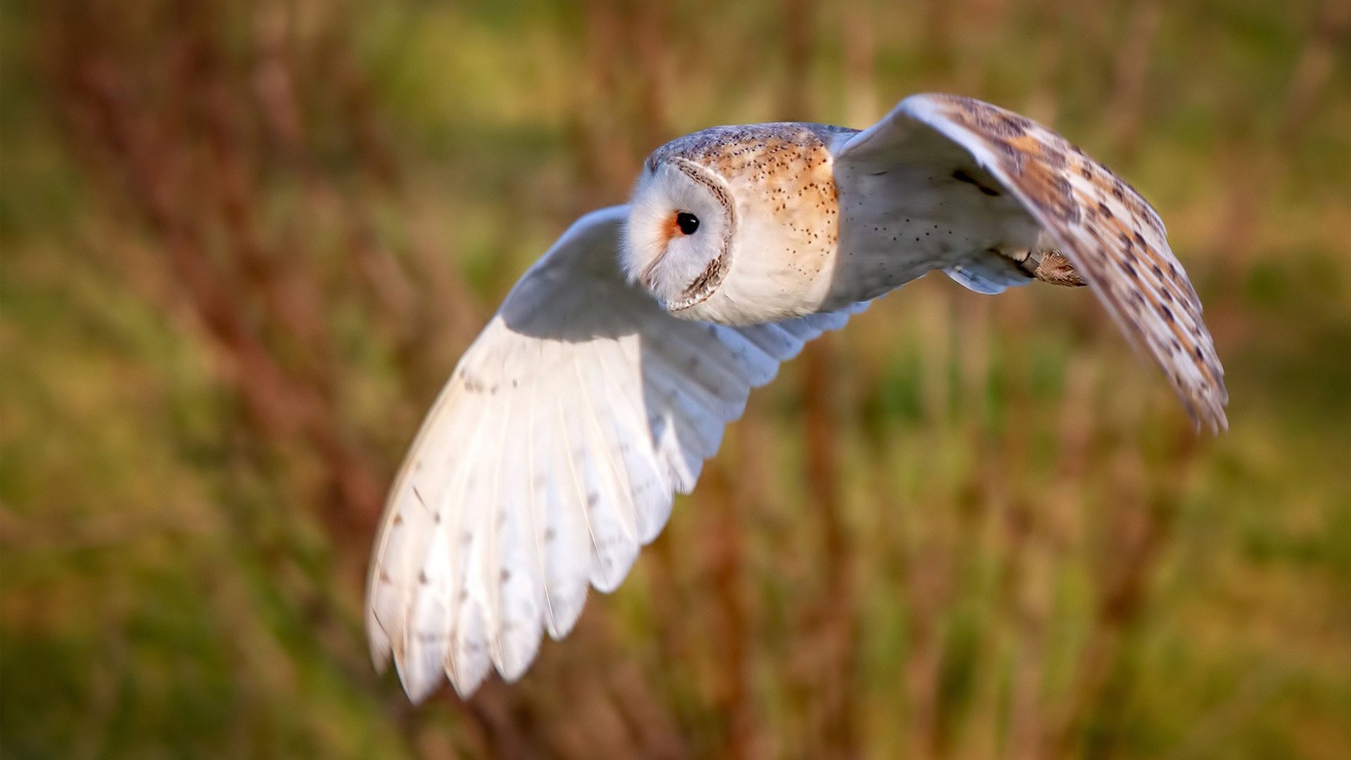 当南粤猛虎遇上北极狼群，库里临场借调助广东队梦幻取胜