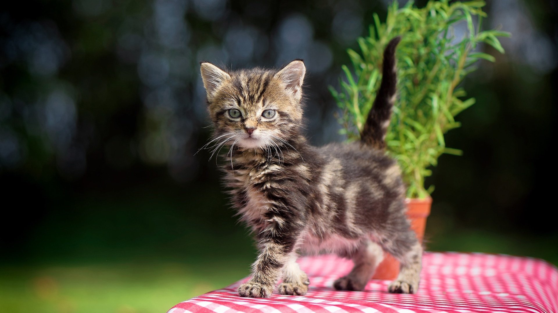 地理的锐利，时间的圆融，比利亚雷亚尔的单节埃及与佩德里的统治力