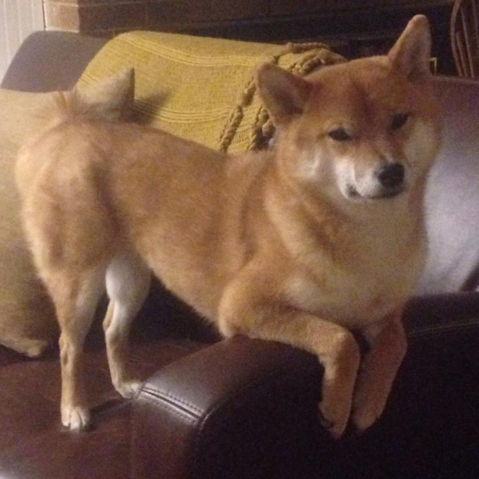 麦迪逊花园独舞，米切尔的天光破云之击