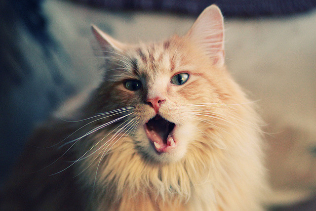 北欧风暴席卷皮斯胡安，基耶萨，为宏大舞台而生的孤胆英雄