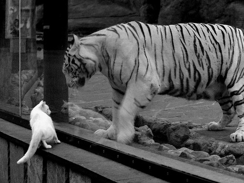 节奏魔法师，阿克如何用一脚触碰改写尼日利亚与秘鲁的战争