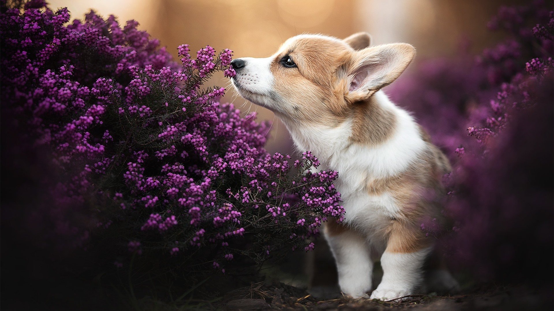 开云体育APP下载-黑马踏碎神话，这支东北虎用三秒钟撕毁了整个剧本